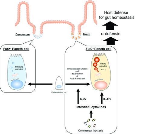 Intestinal Commensal Microbiota And Cytokines Regulate Fut Paneth