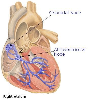 Science Natural Phenomena Medicine Atrioventricular Node