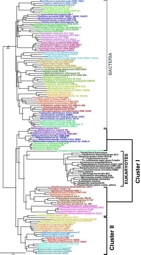 Bayesian Phylogeny Of The A B E Supermatrix The Tree Was Calculated By