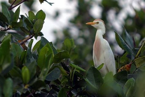 Concurso de observación de aves será en áreas naturales del norte