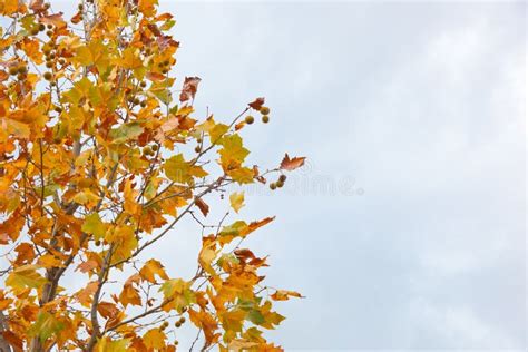 Kastanjeboom In De Herfst Met Droge Bladeren Stock Foto Image Of