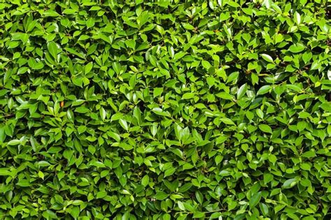 The Best Hedge Plants In Australia With Pictures Ultimate Backyard