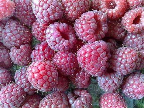 Fruit De Saison La Framboise De Not Parisienne Et Ses Recettes De