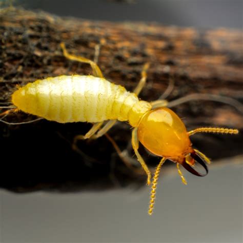 termite pest control brisbane termite experts