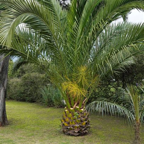 A Palm In Quito Discussing Palm Trees Worldwide Palmtalk