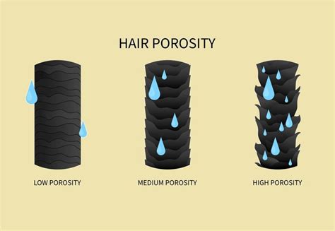 Coloring Porous Hair: How Porosity Affects Hair Color – HairstyleCamp