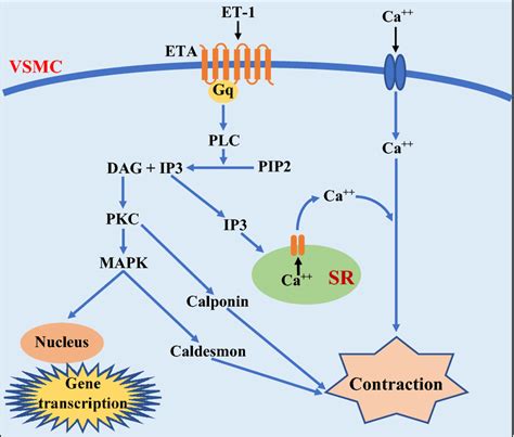 Action Of Endothelin By Binding With Endothelin A Receptor Which Is A Download Scientific