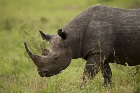 Black Rhinoceros - Facts, Size, Diet, Pictures - All Animal Facts