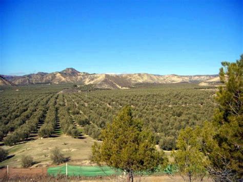 El Olivar Dispuesto Para La Tala Alicun De Ortega Granada