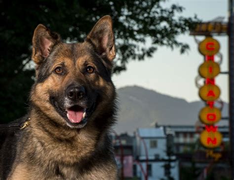 A unidade canina da polícia de Vancouver já liberou seu calendário para