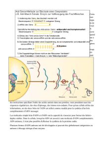 Exercice R Plication De L Adn