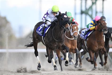 注目馬情報｜マイルチャンピオンシップ南部杯 2024年｜ダートグレード競走特設サイト