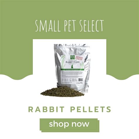 Best Supplies For Pet Rabbits — All Things Rabbits