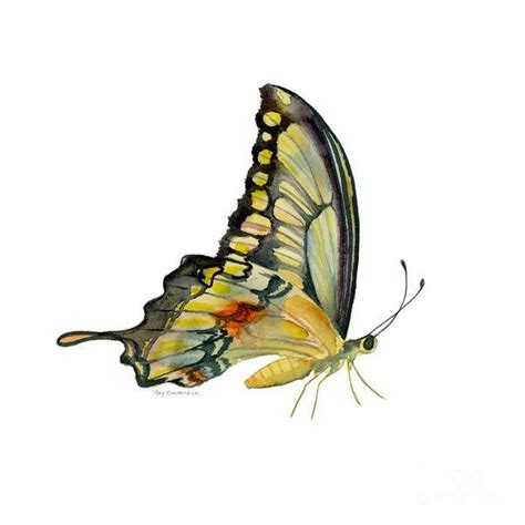 Perched Swallowtail Butterfly Art Print By Amy Kirkpatrick Tatoo