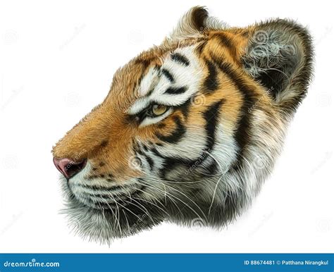 Tiger Head Side Hand Draw Isolated Stock Illustration Illustration