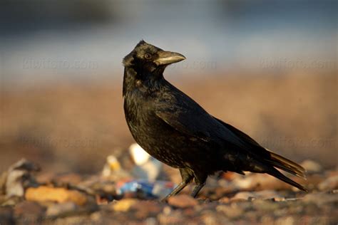 Carrion Crow Pictures and Photos - Photography - Bird | Wildlife ...