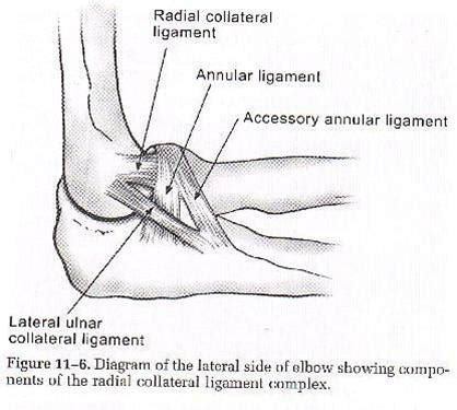 Exam 3 Elbow Forearm Wrist And Hand Flashcards Quizlet