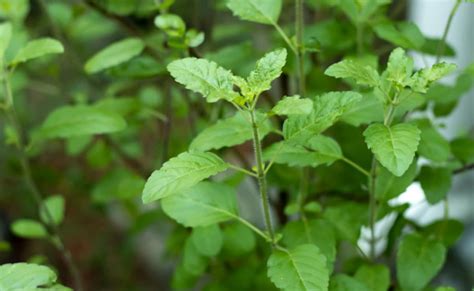 10 Health Benefits Of Consuming Tulsi Leaves Every Morning