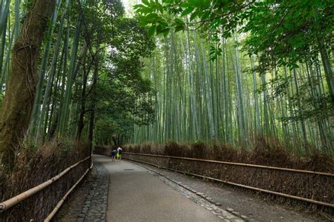 Premium Photo | Bamboo forest in kyoto