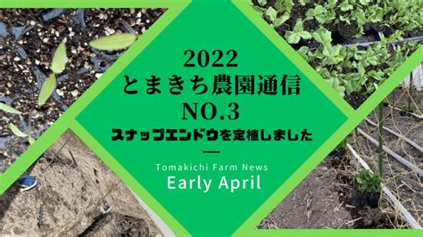 2022 とまきち農園通信 No3 スナップエンドウを定植しました