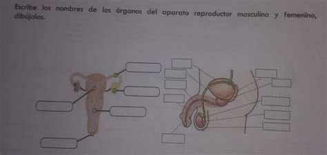 escribe los nombres de los órganos del aparato reproductor masculino y