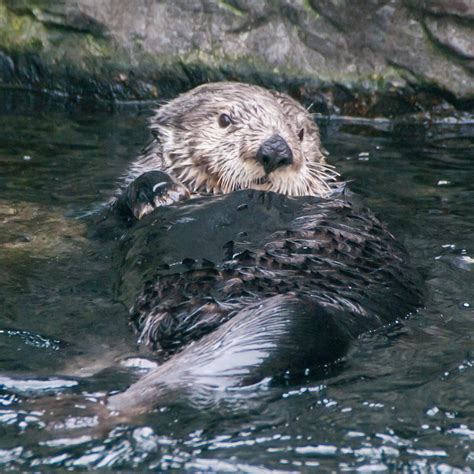 Sea Otter - Nature Companion