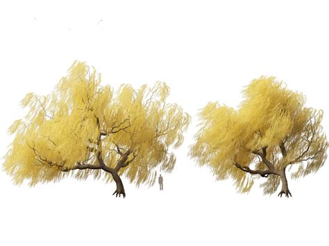 3D Model Salix Babylonica Weeping Willow 17 TurboSquid 2136303