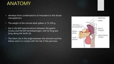 Splenomegaly : causes , clinical approach and examination