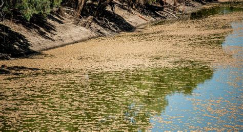 Australia 9 Milioni Di Pesci Morti Nel Fiume Darling Catastrofe