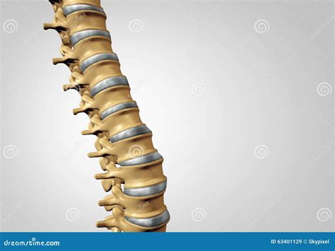 Sistema Diagnostico Della Spina Dorsale Illustrazione Di Stock