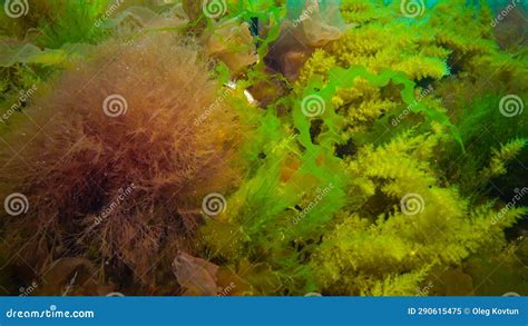 Underwater Landscape Black Sea Green Red And Brown Algae On The