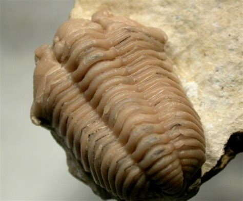 Calymene Clavicula Oklahoma Silurian Trilobite