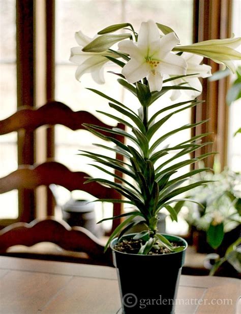 Easter Lilies and a Centerpiece | Hearth and Vine