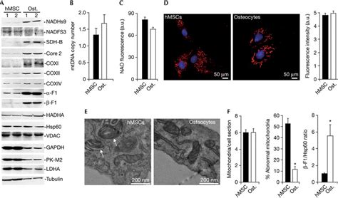 Differentiation Of Mitochondria Upon Osteogenic Induction A