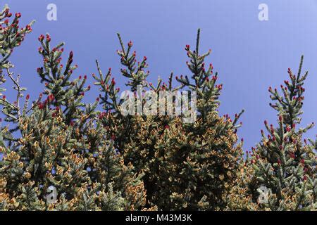 Jezo Spruce Picea Jezoensis Stock Photo Alamy