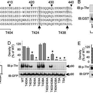 Mutation Of Occludin A The Alignment Of Amino Acid Sequence Of