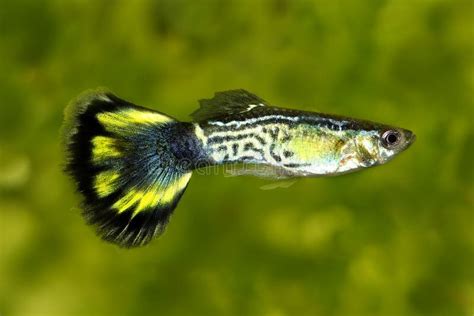 Dragon Mosaic Guppy Poecilia Reticulata Tank Bred Aquatic Arts On