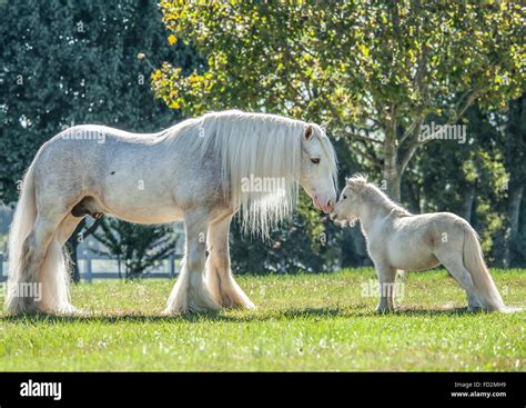 Gypsy Vanner Horse Stallion And Miniature Horse Friend Stock Photo Alamy