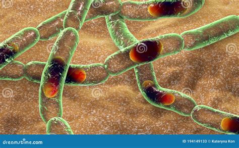 Bacteria Bacillus Anthracis The Causative Agent Of Anthrax Disease