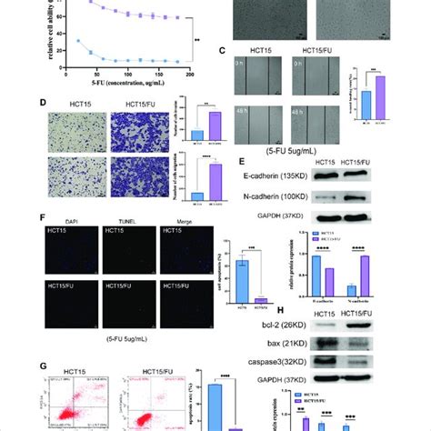 Fu Resistant Crc Cells Exhibit Emt Induction And Apoptosis Resistant