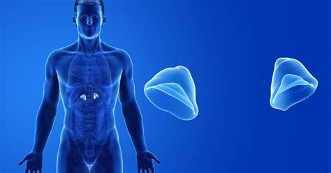 Congenital Adrenal Hyperplasia | Endocrine Society