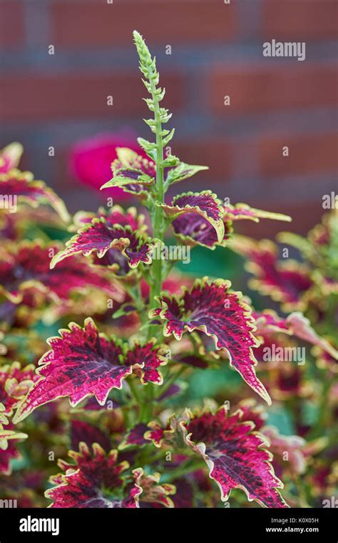 Plectranthus Scutellarioides Coleus Blumei Solenostemon