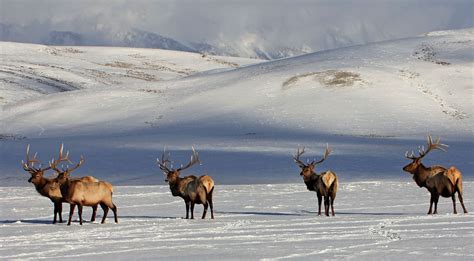 Bull elk at National Elk Refuge in Wyoming in winter | FWS.gov