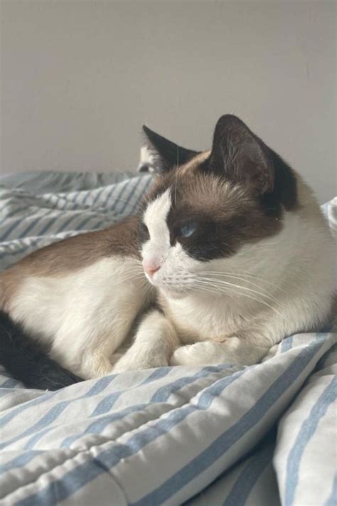 9 Beautiful Snowshoe Cat Colors And Coat Patterns