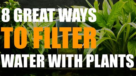 Done 8 Great Ways To Filter Water With Plants Youtube