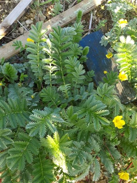 Potentilla Hippian Woolly Cinquefoil Artisan Aquatics