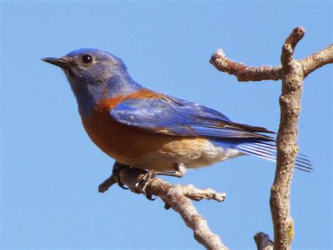 Geotripper S California Birds Western Bluebirds At The Tuolumne River