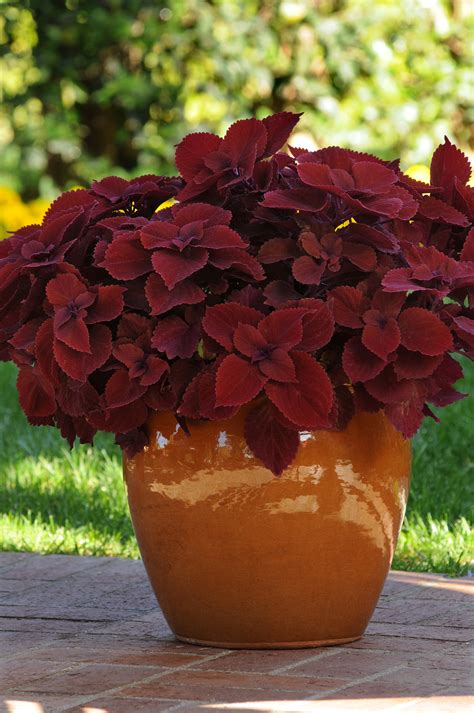 Coleus Adding Color To Your Garden Containers And Patio Pots