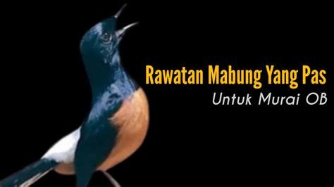 Murai Batu Over Birahi Mabung Rawatanya Seperti Ini Bengkel Murai