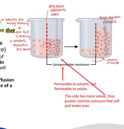 Lecture 2 Osmosis Tonicity And Pressures Flashcards Quizlet